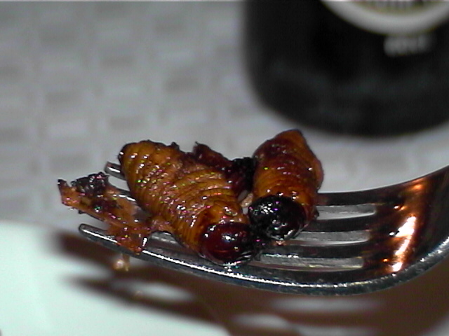 Palm Grubs For Dinner