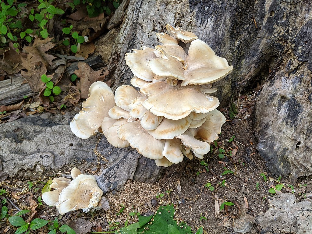 1024Px-Pleurotus Ostreatus 73407663