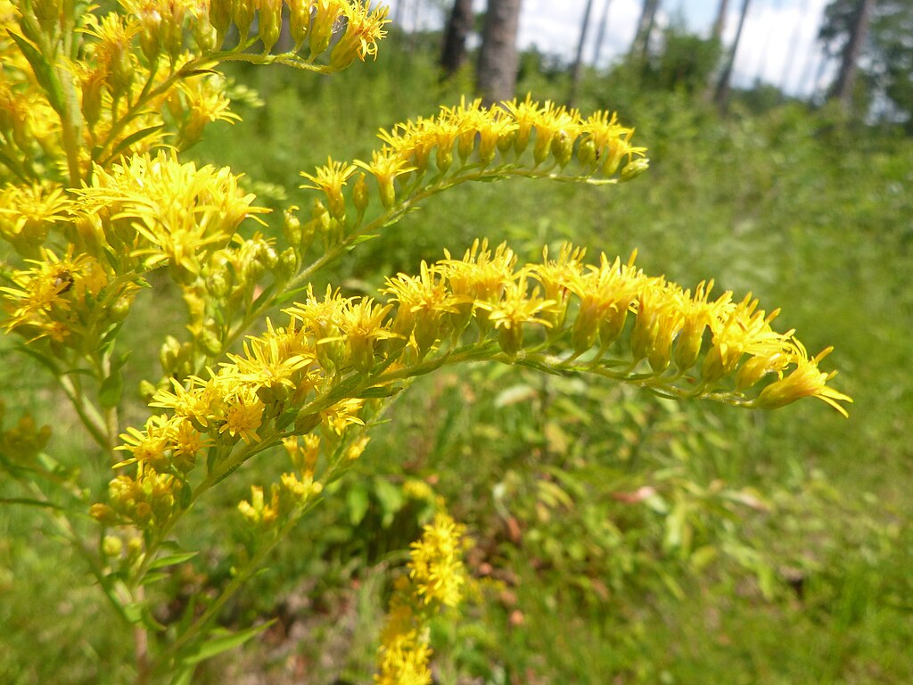 1024Px-Solidago Leavenworthii