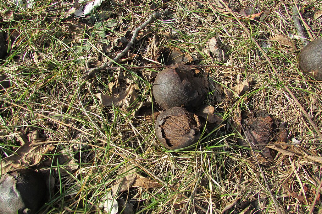 1024Px-Black Walnut (Juglans Nigra)9804