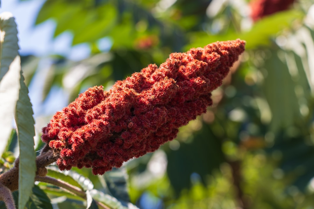 A close up of a tree with red flowers