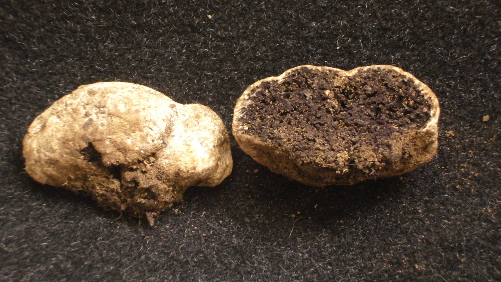 File:Sedecula pulvinata 168399.jpg