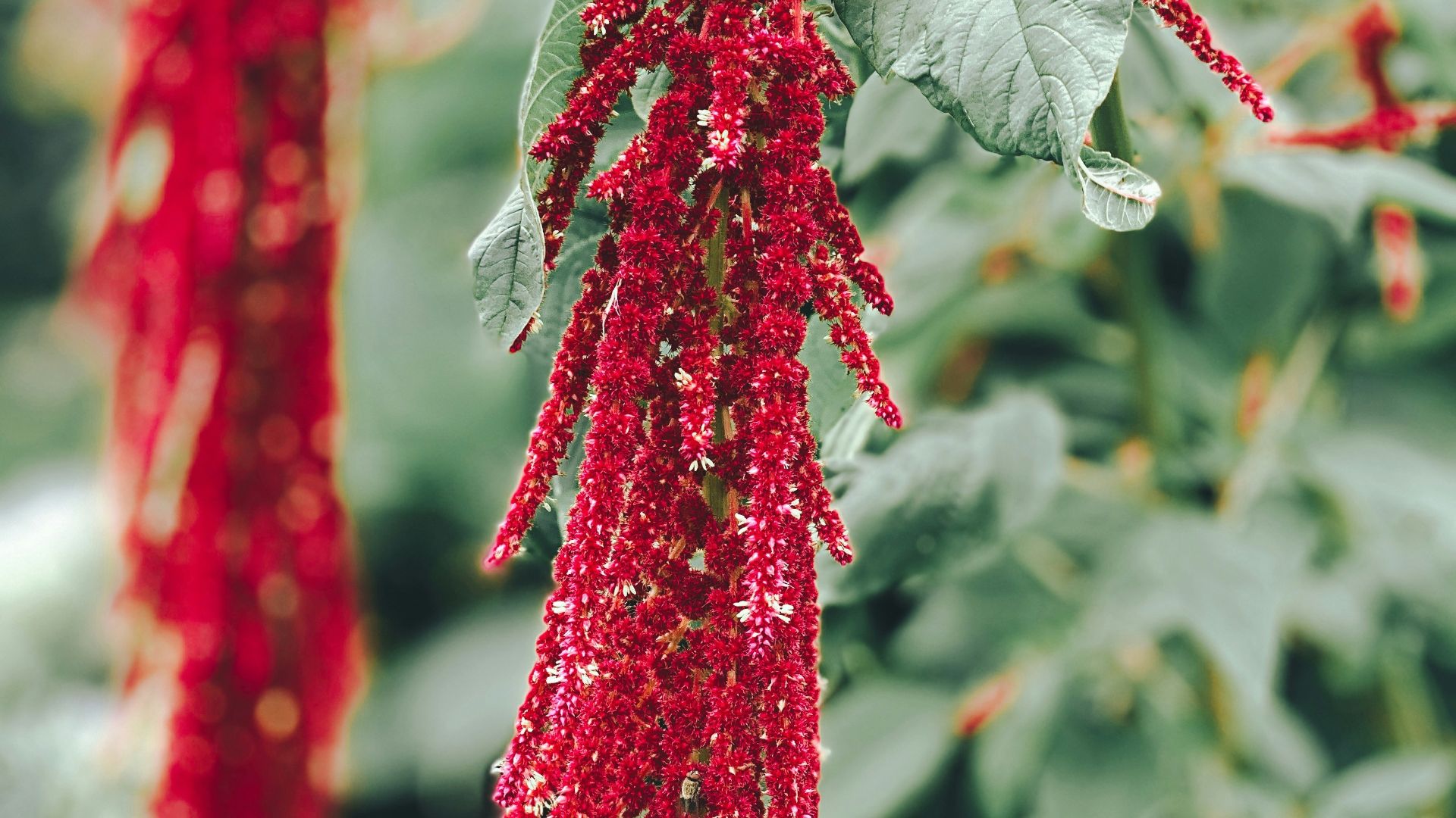 a close up of a red flower