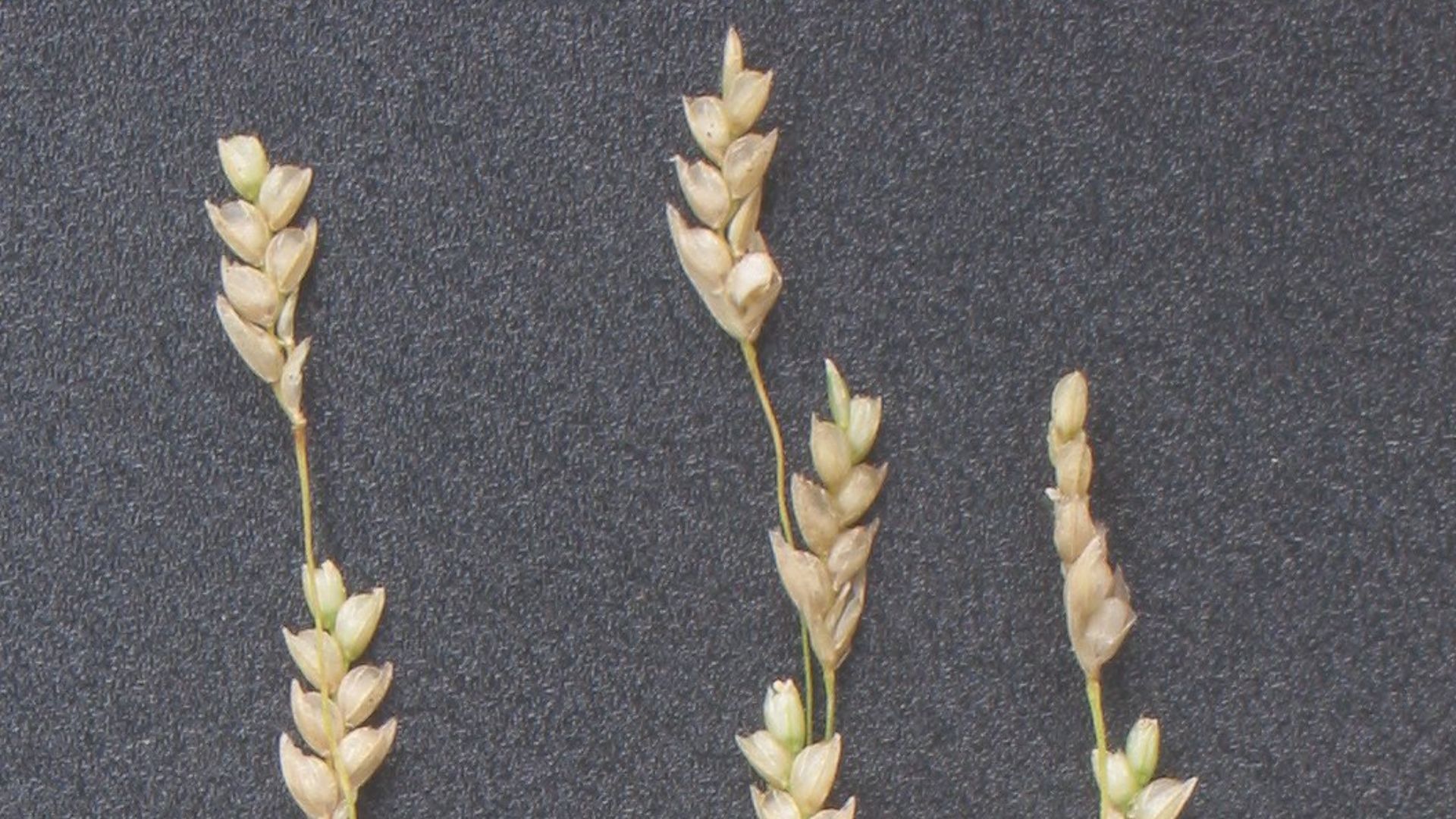 File:Teff aartjes Eragrostis tef.jpg