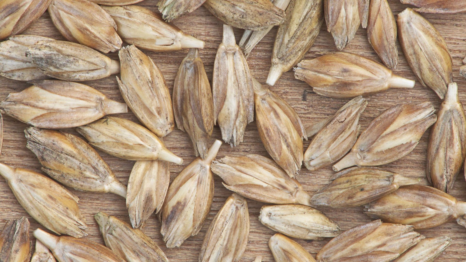 File:Triticum dicoccum, bruinkafzomeremmer pakjes (3).jpg
