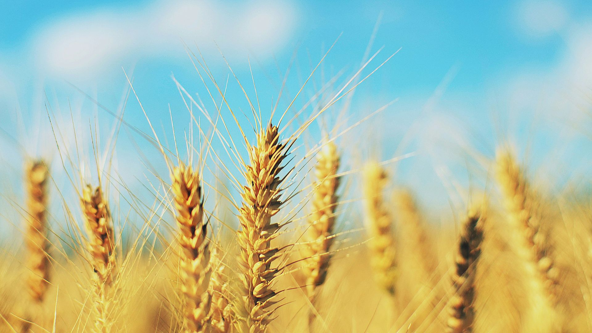 shallow focus photography of brown wheat