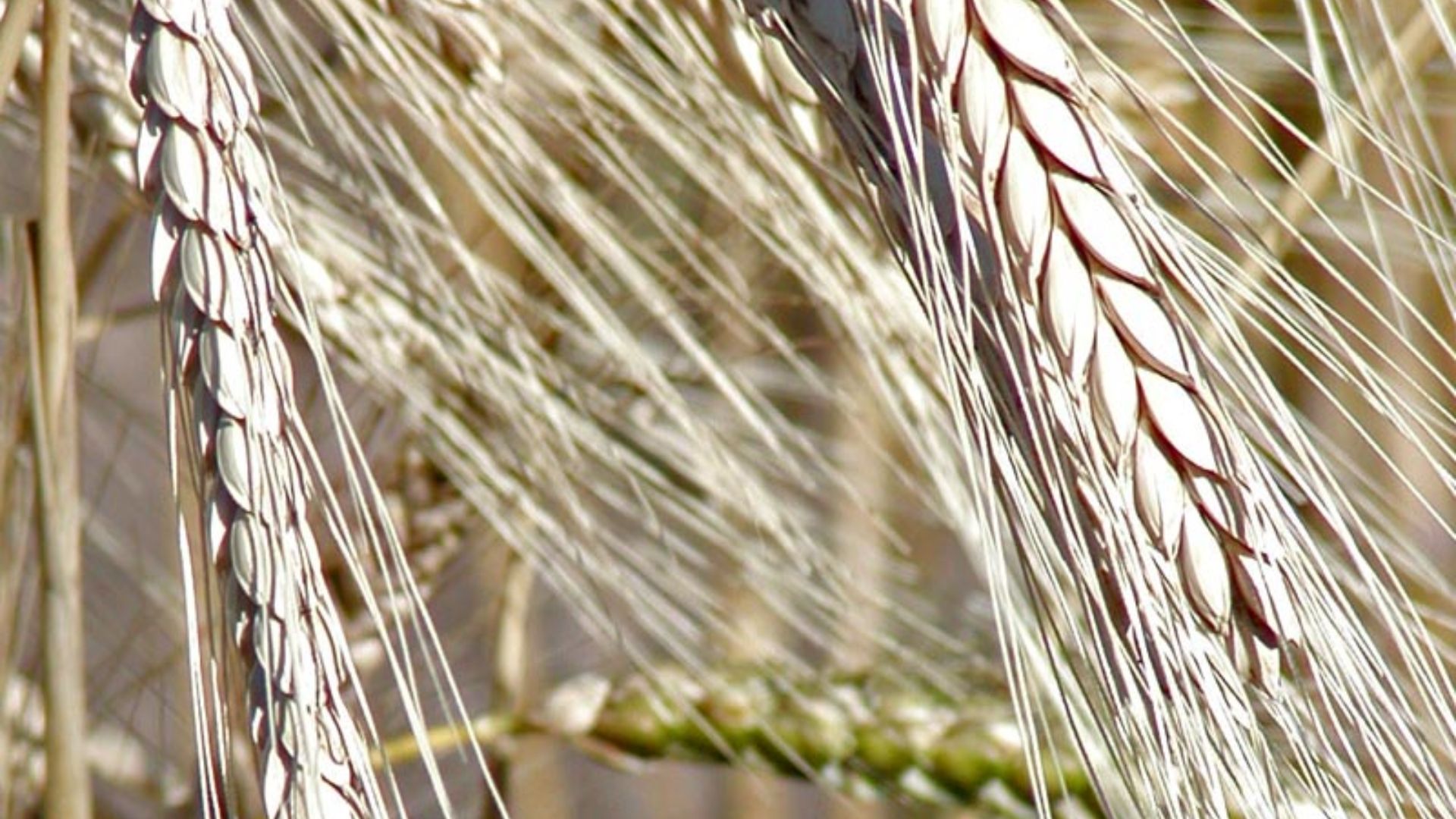 File:Triticum turgidum 2.jpg