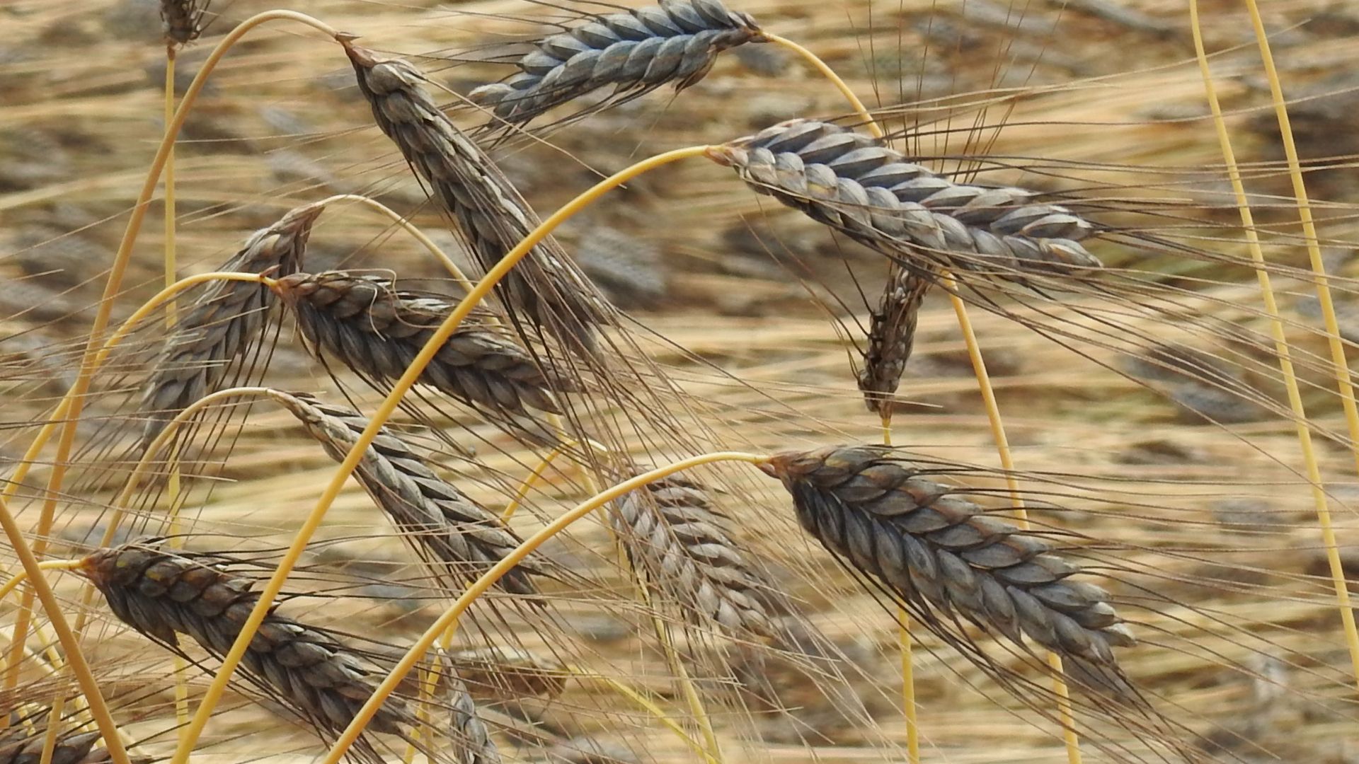 File:Triticum dicoccum var atratum RF.jpg