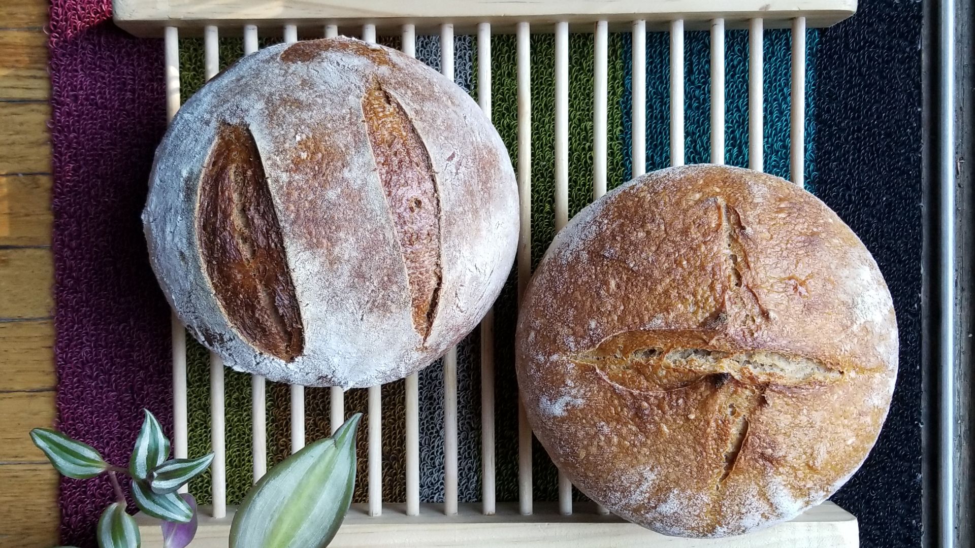 File:Einkorn Bread (Criss-Cross Design) Emmer Bread (Two Vertical Lines).jpg