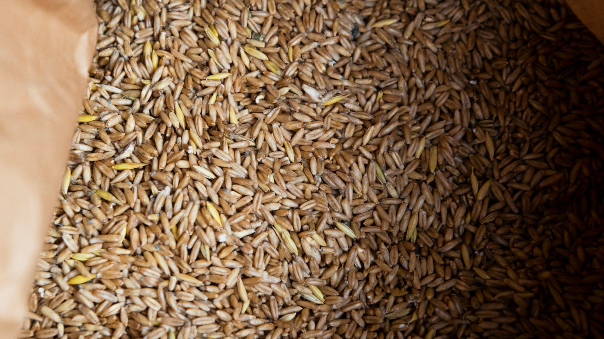 a close up of a bag of seeds