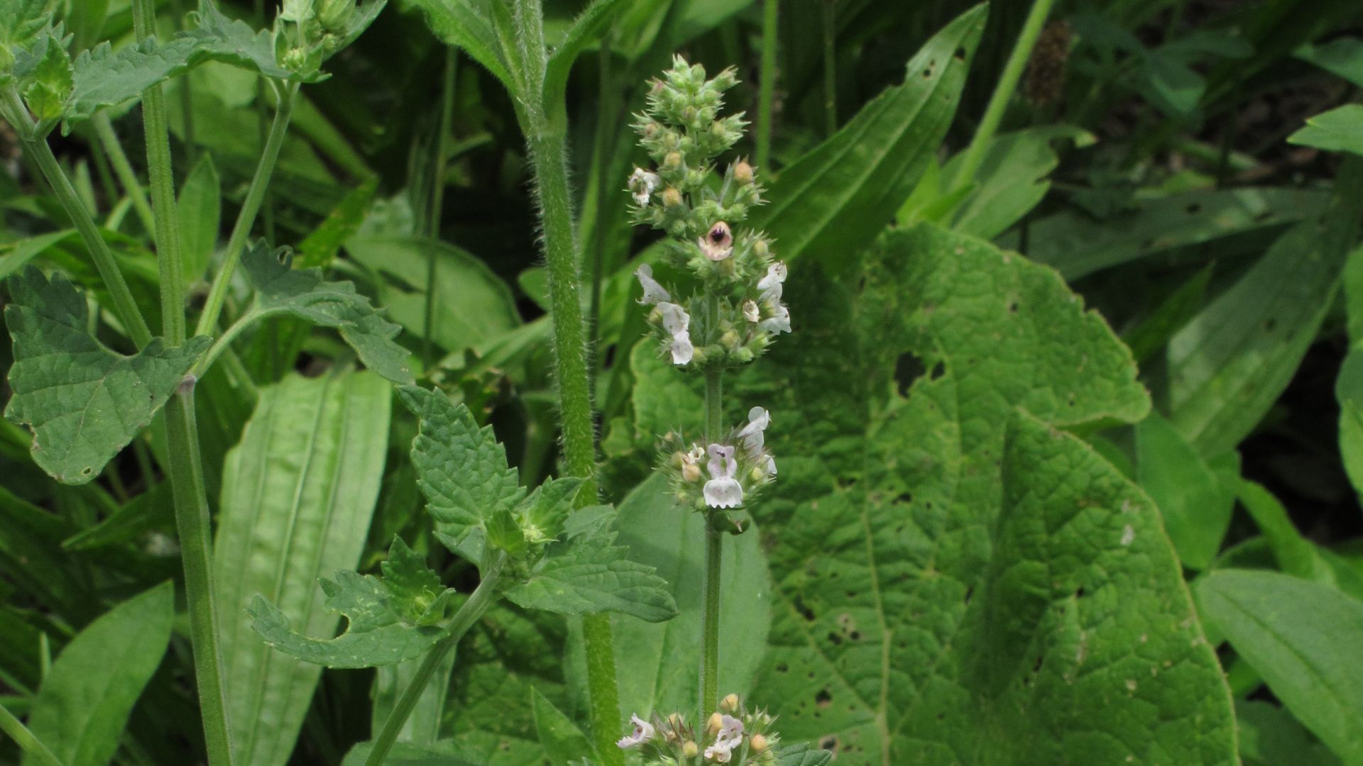 File:Nepeta cataria 3 RF.jpg