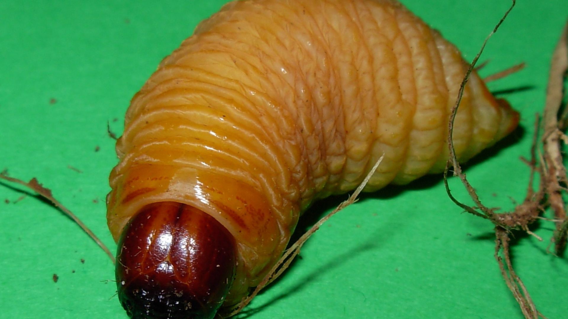 File:Rhynchophorus ferrugineus larva.JPG