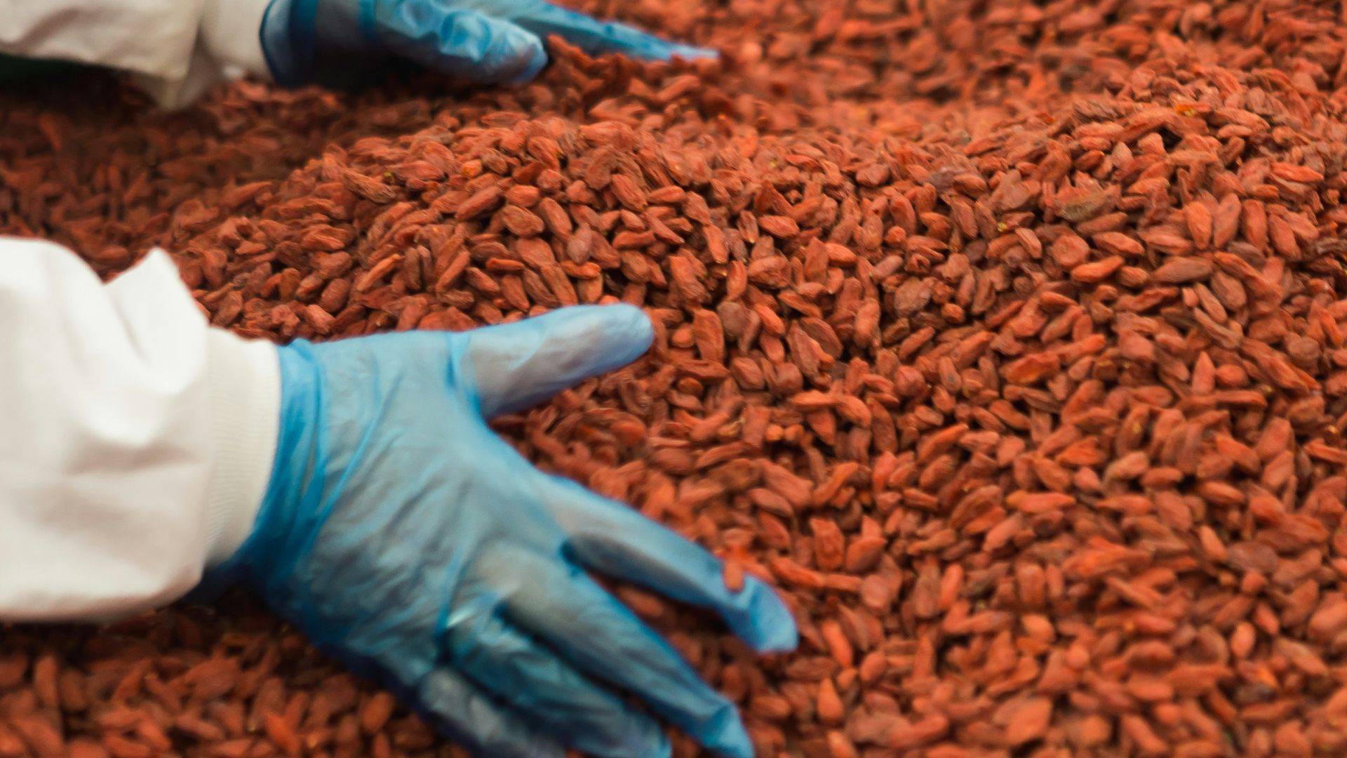 person holding grains on table
