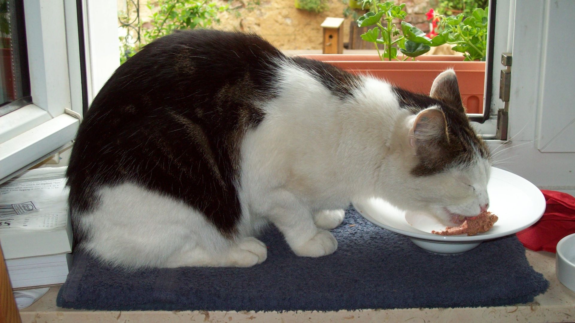 File:A cat eating a meal.jpg
