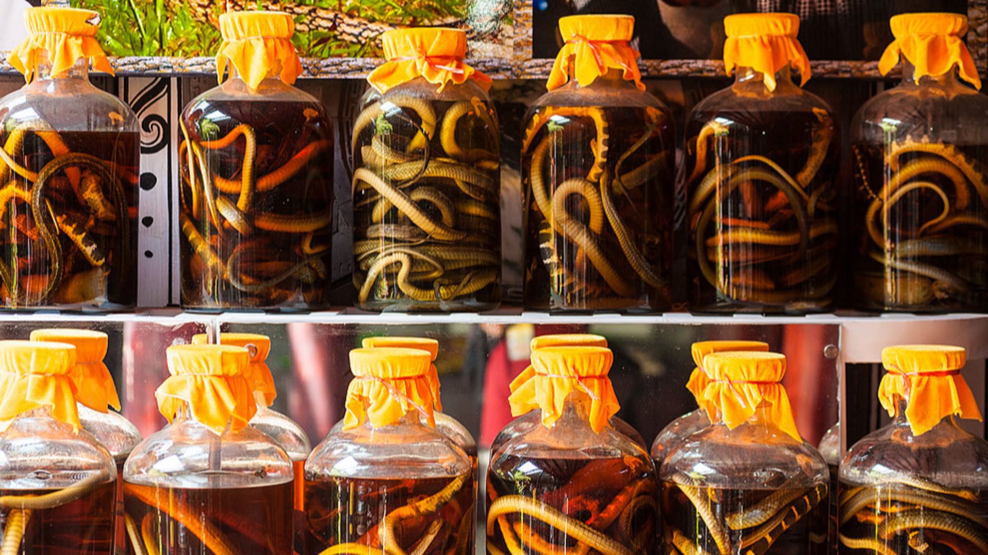 File:Snake Wine.jpg