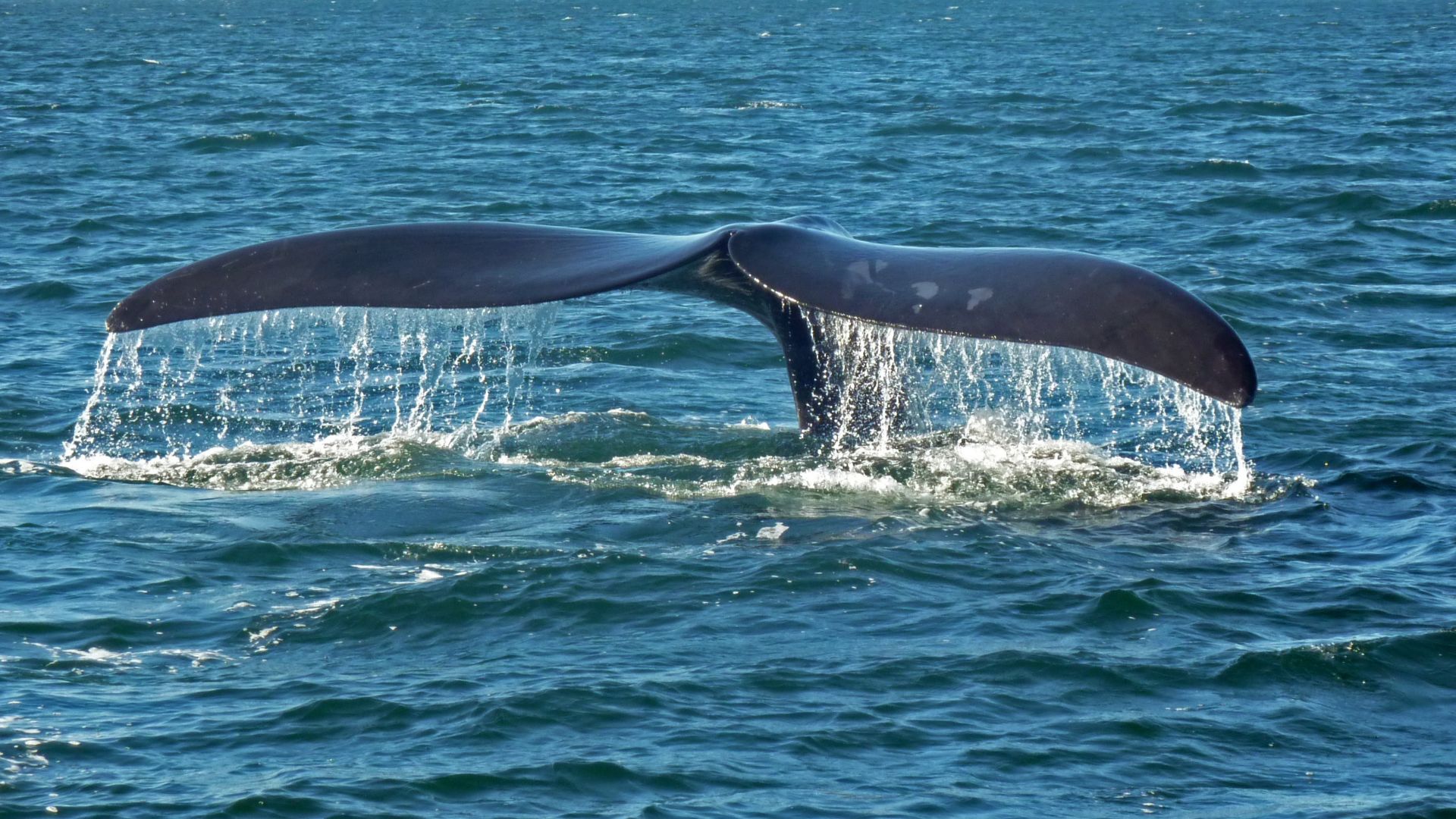 File:Southern right whale caudal fin-2 no sky.JPG