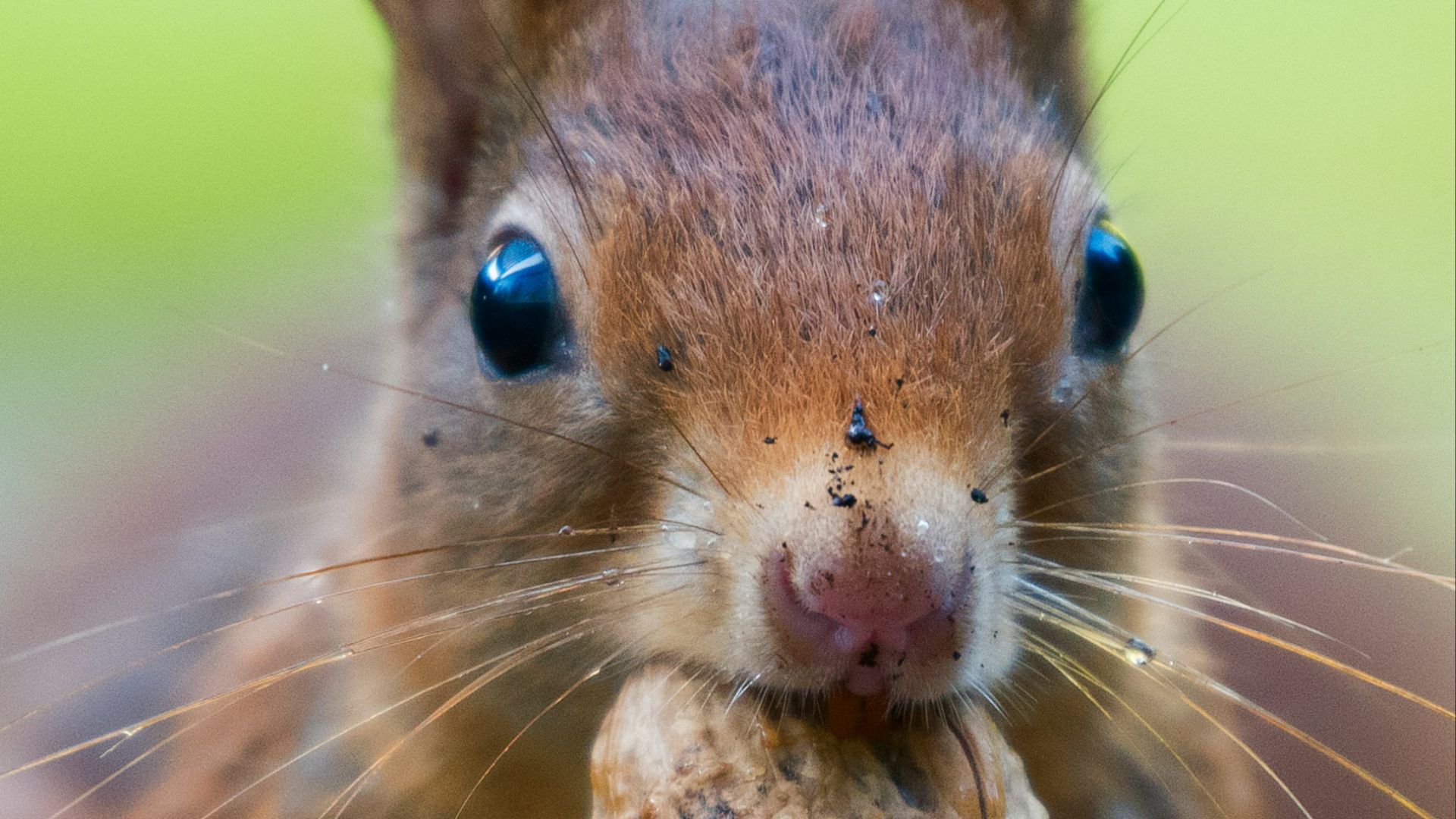 focus photo of squirrel bating a brown walnut