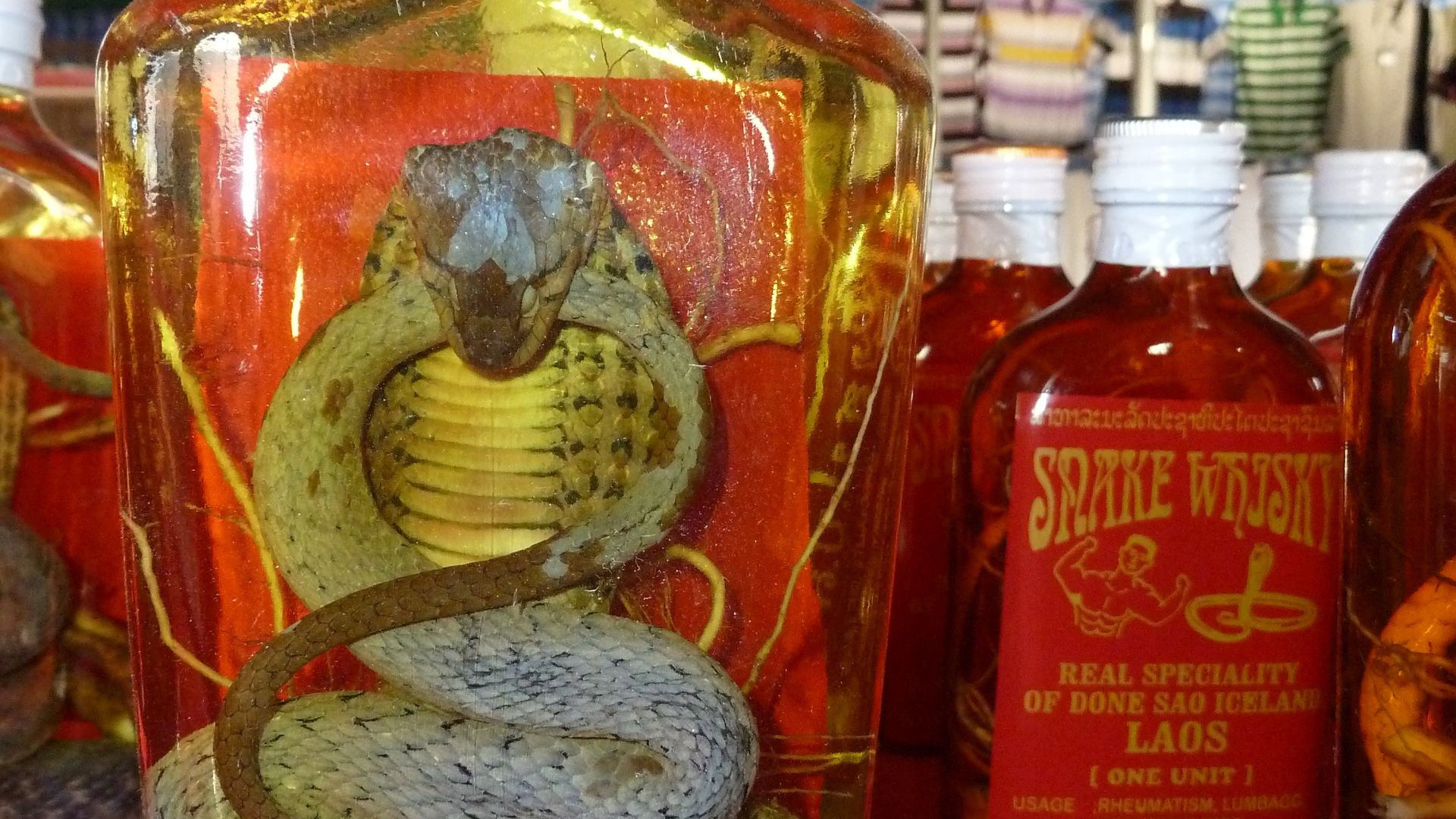 File:Snake wine P1110605.JPG