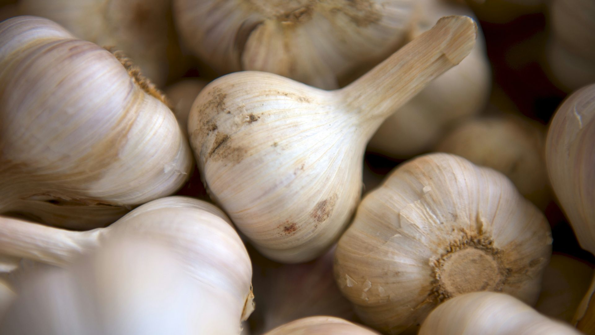 selective focus photography of onion