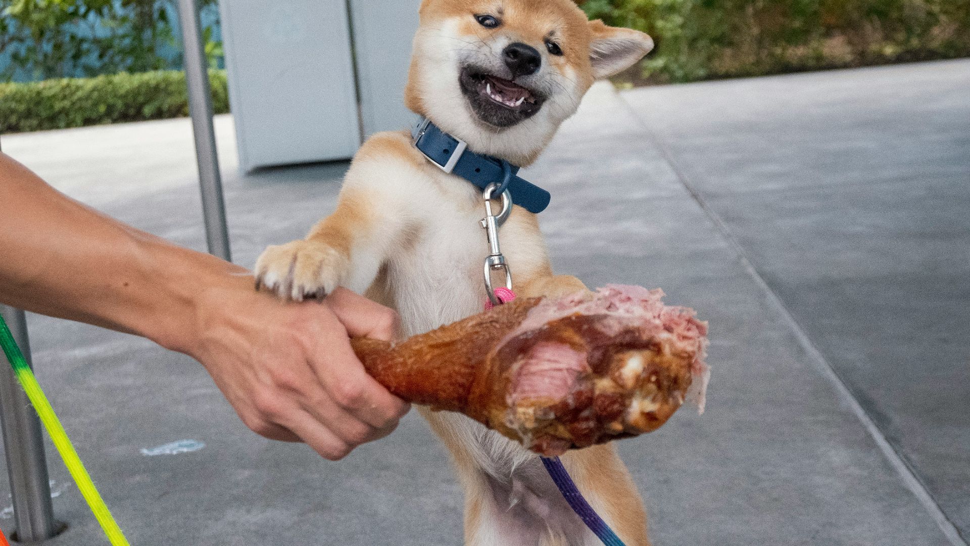 person holding brown short coated dog