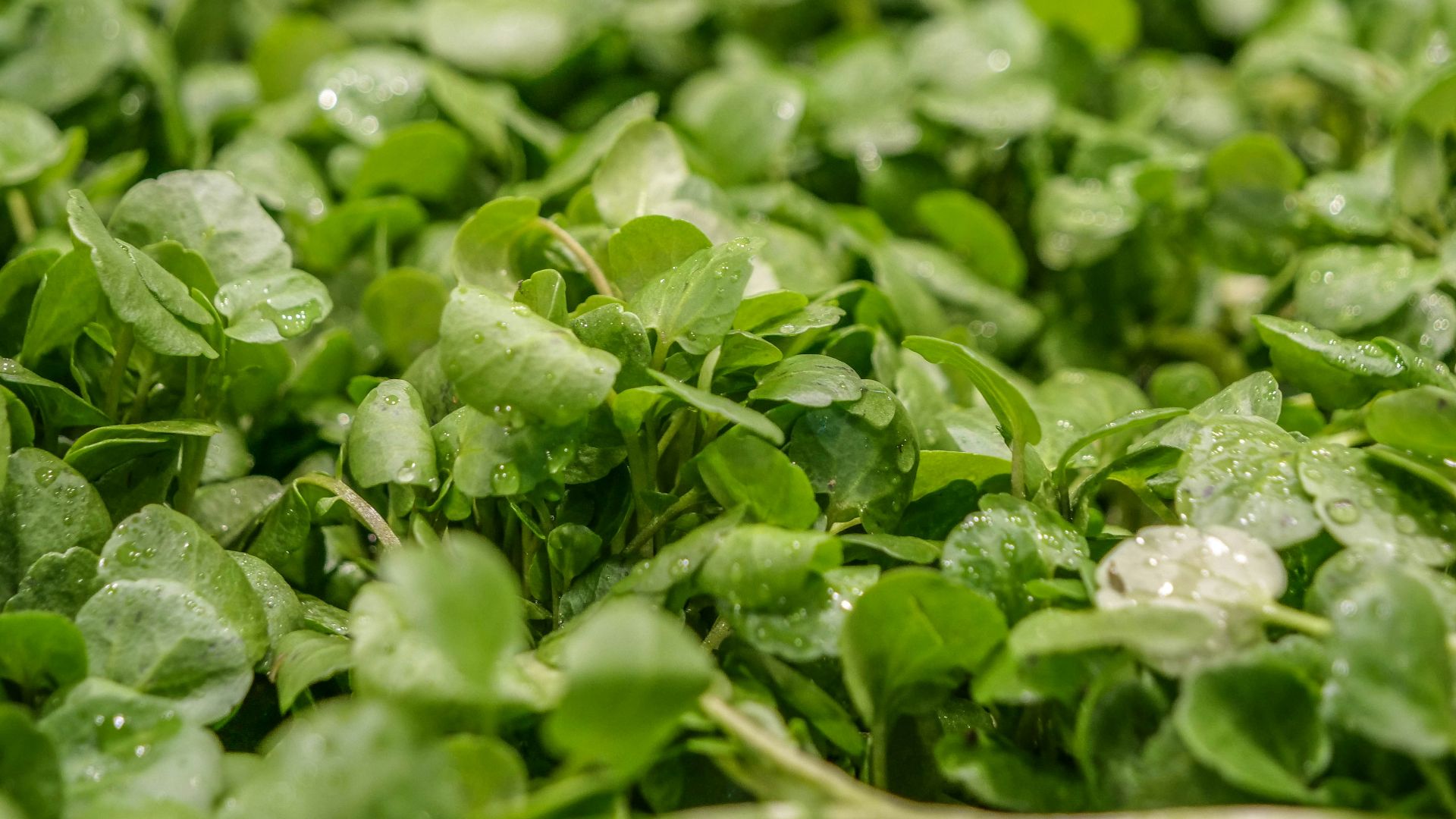 a close up of some leaves