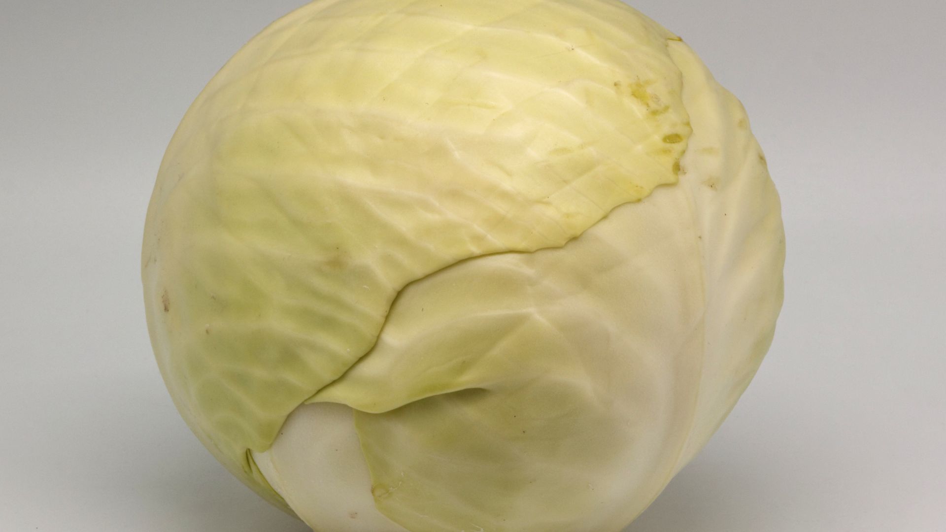 File:Chou cabus blanc 01.jpg