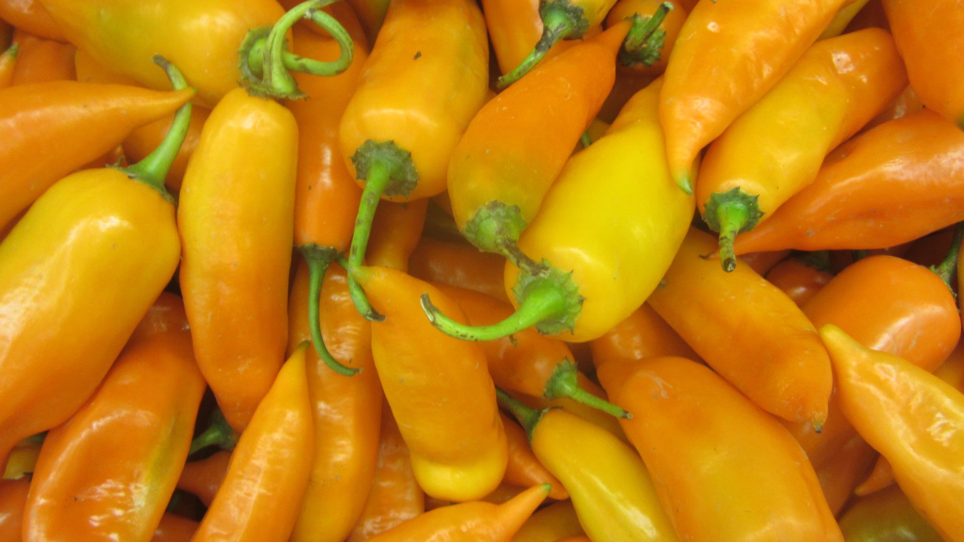 File:Aji Amarillo pepper.jpg
