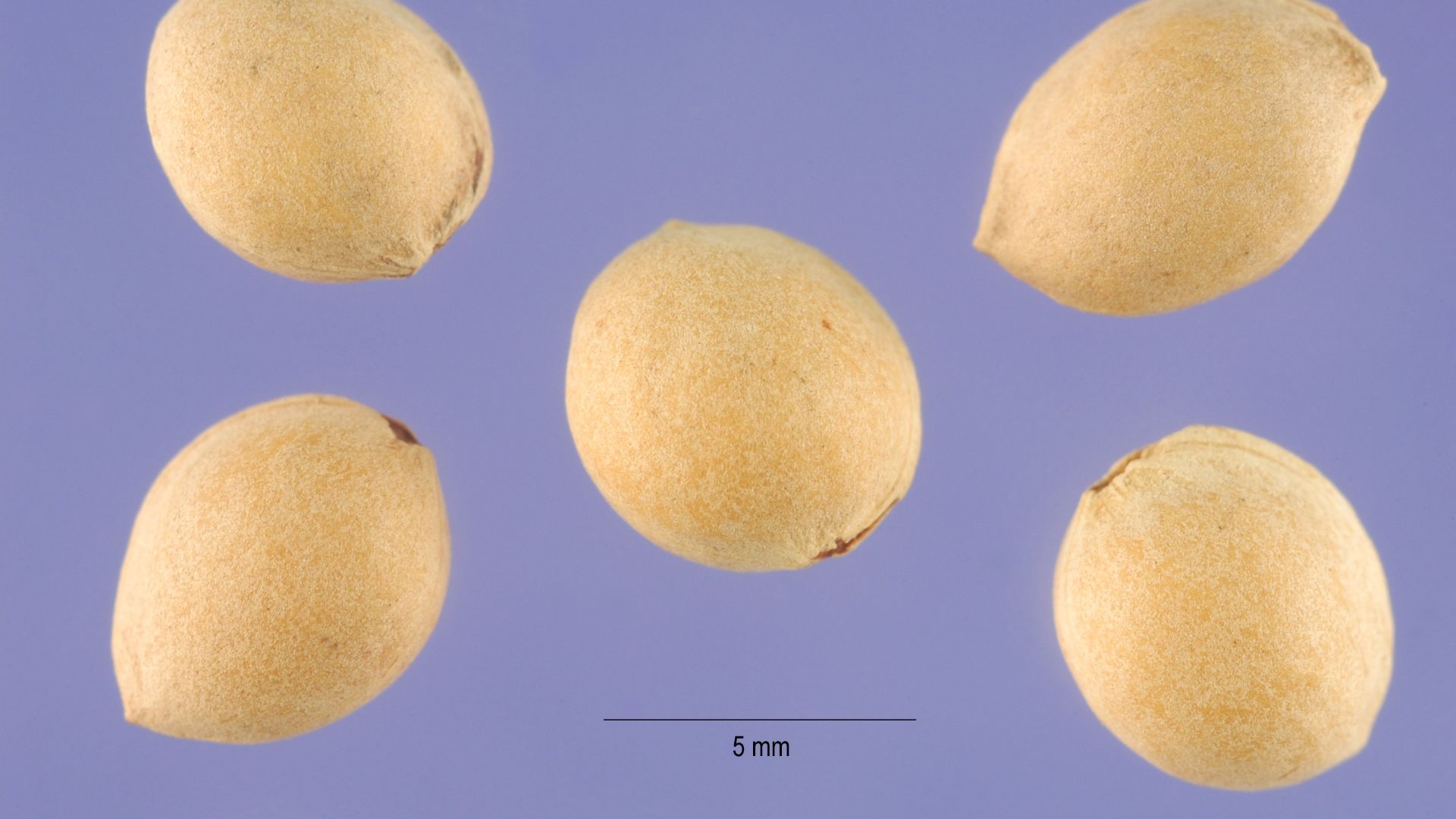 File:Prma 002 shp (Prunus mahaleb).jpg