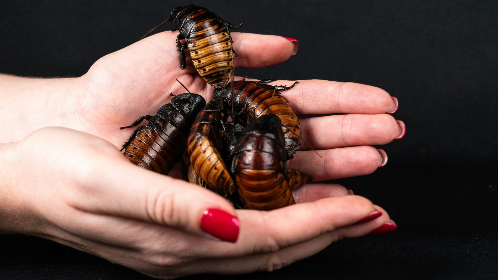 A woman's hands holding three brown and black bugs