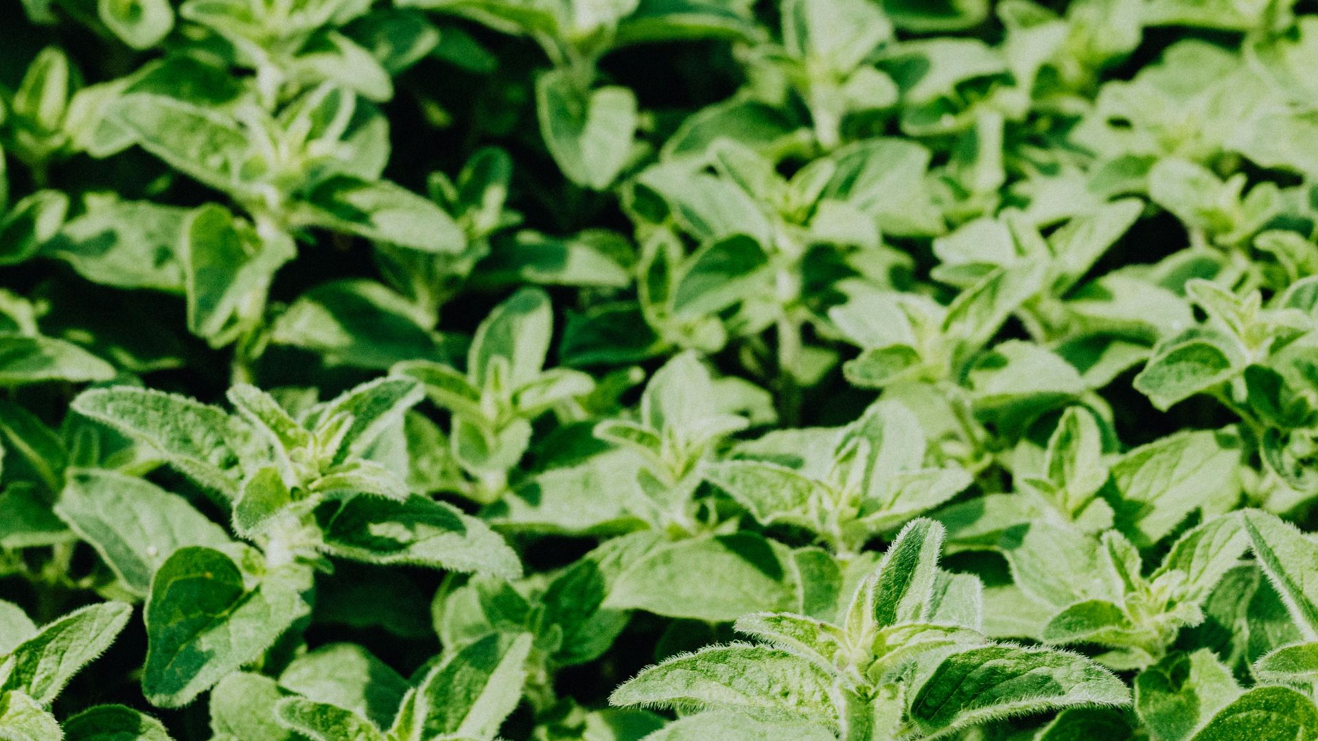 Photo By: Kaboompics.com