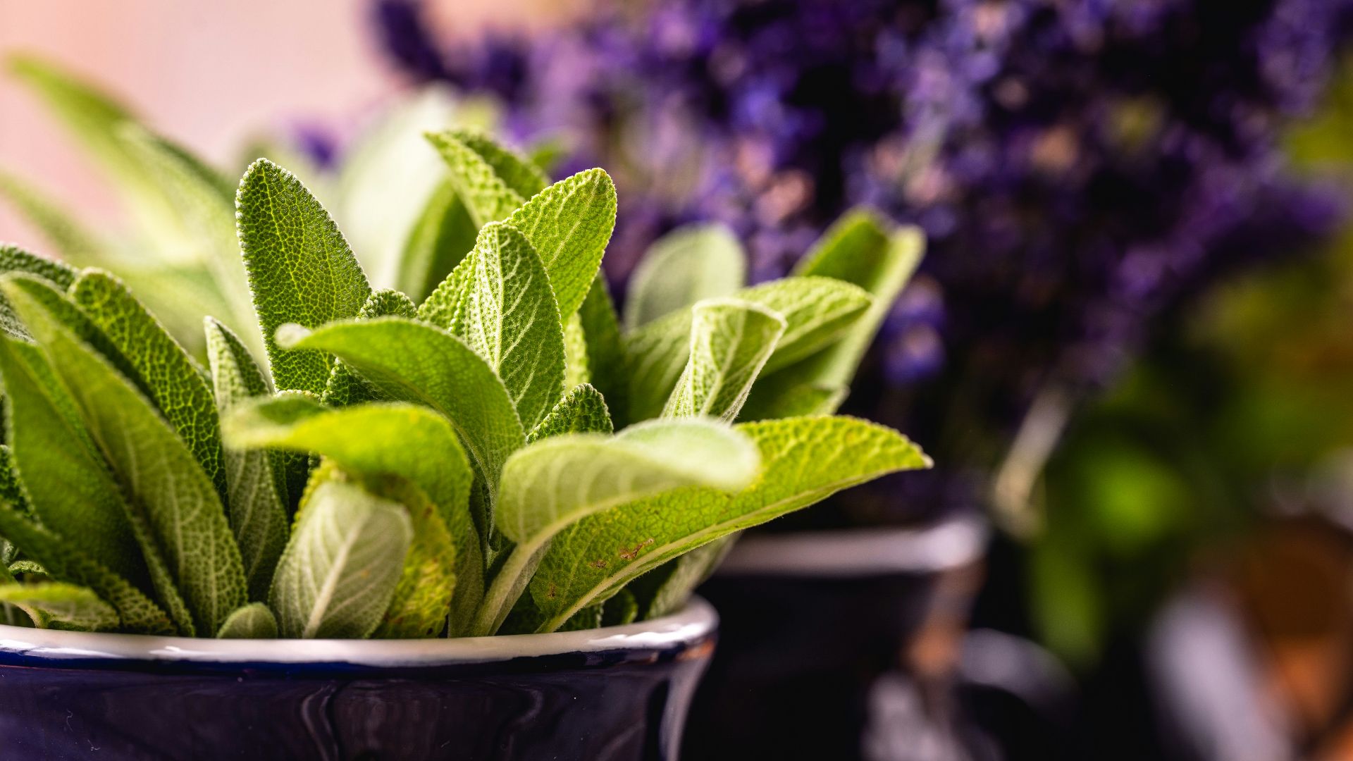a close up of a potted plant with green leaves
