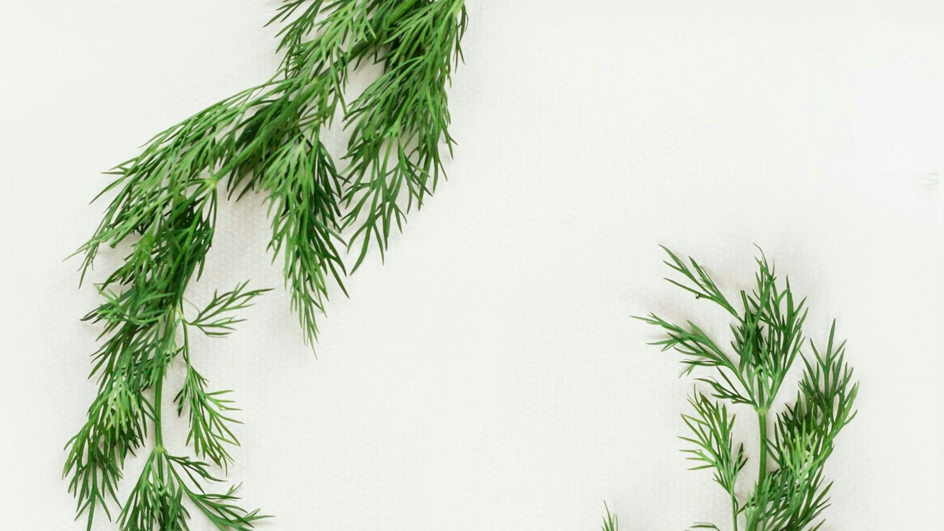 green leafed plants on white background