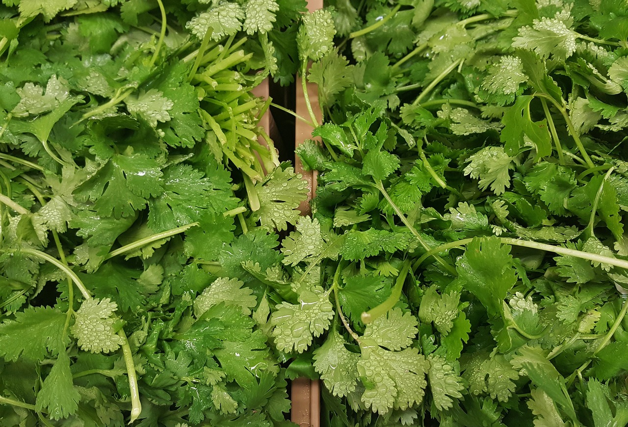 Cilantro-1429136 1280