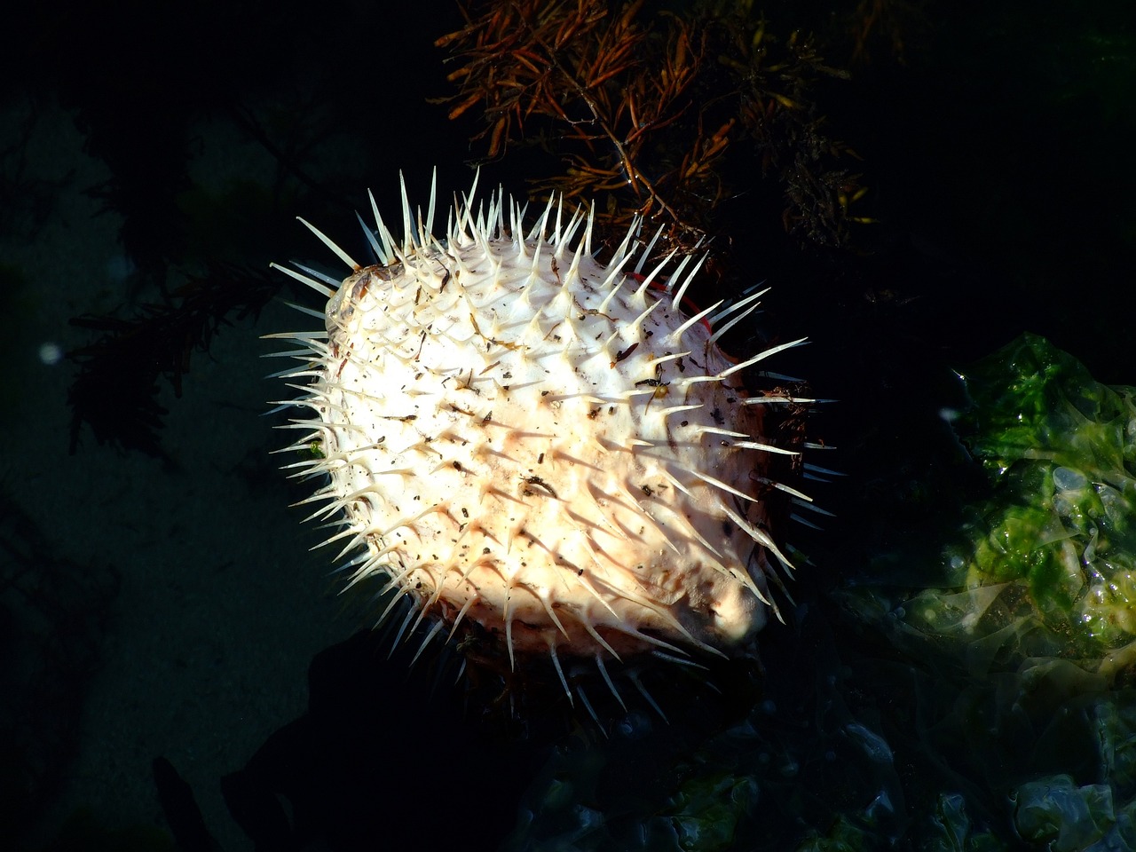 Pufferfish-74950 1280