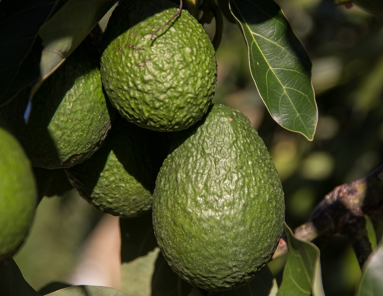 avocados-2685821_1280.jpg