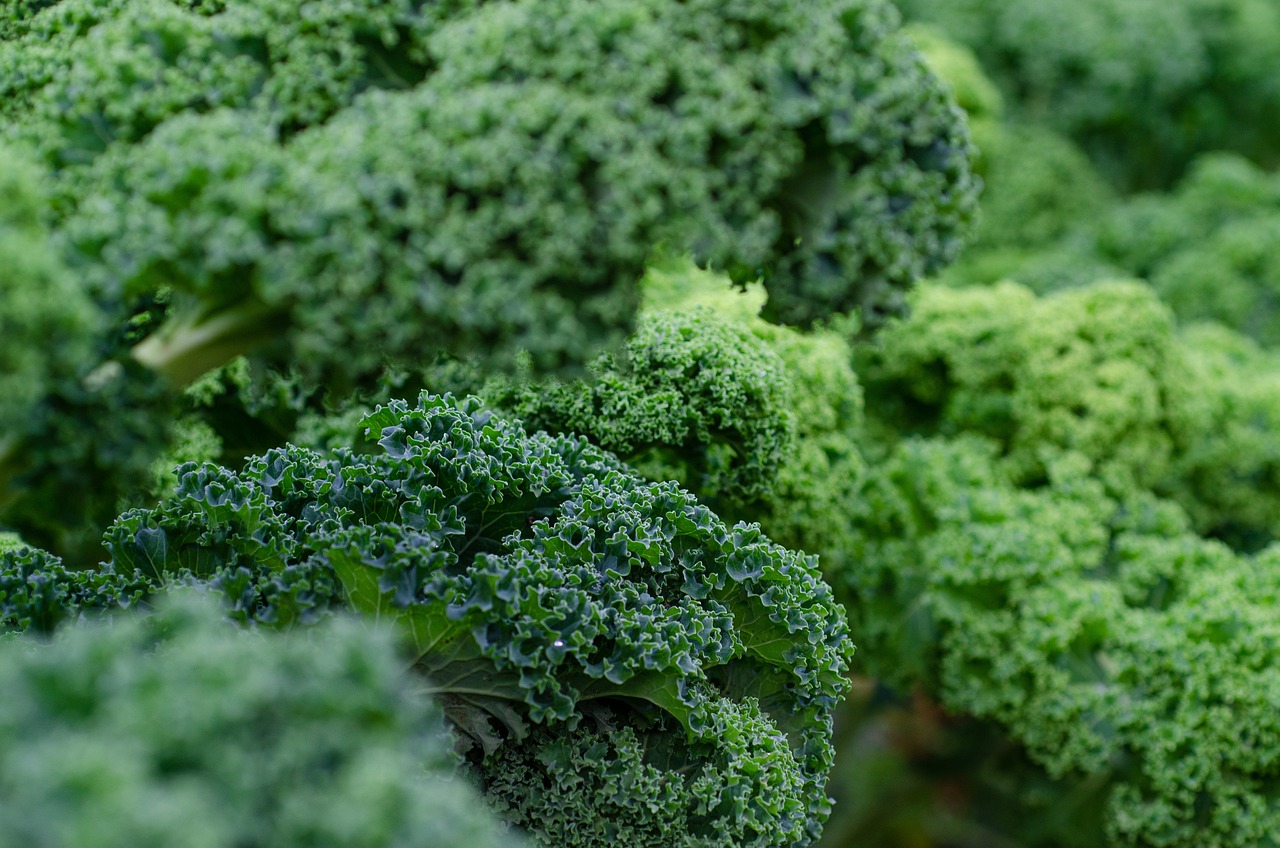 kale-5975540_1280-1.jpg