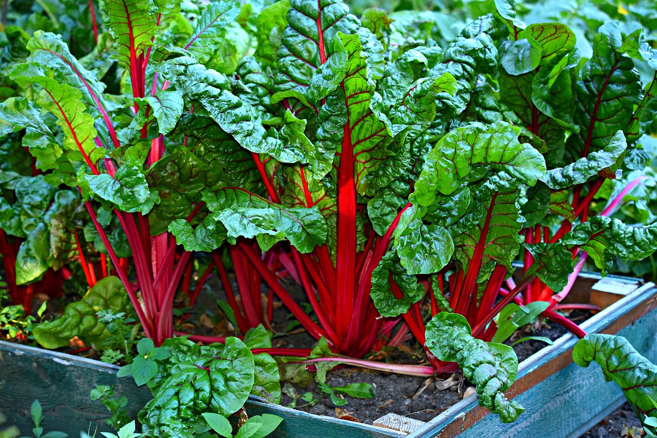 swiss-chard-3641280_1280.jpg