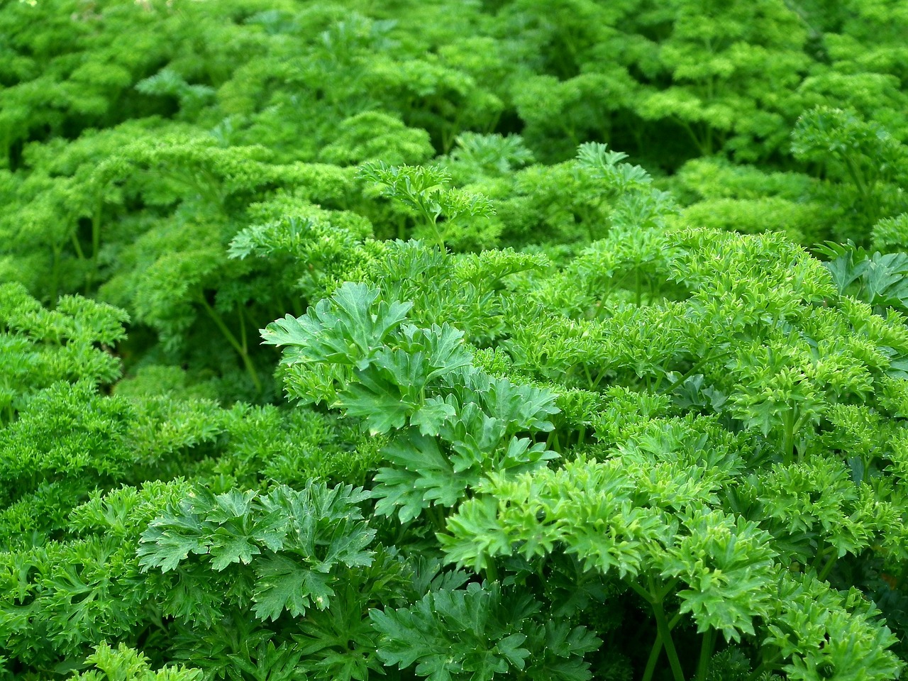 parsley-261039_1280.jpg