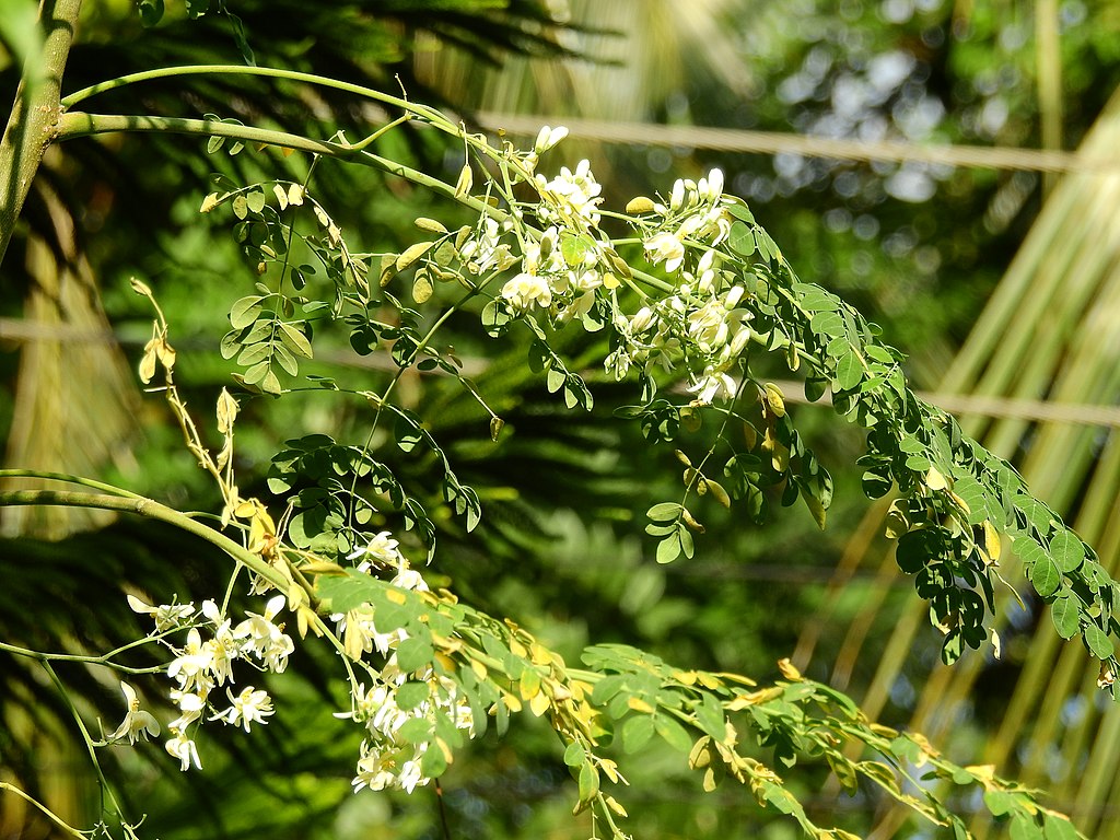 1024Px-Flower Of Moringa Oleifera