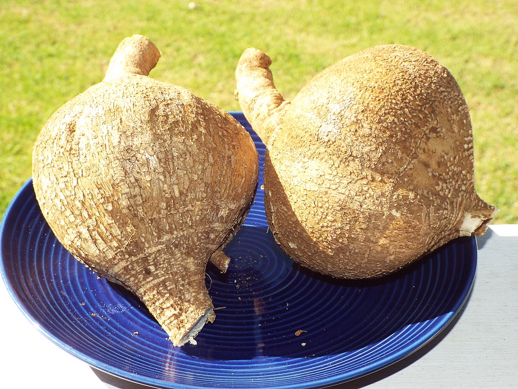 1024Px-Starr-131112-2490-Pachyrhizus Erosus-Tubers-Hawea Pl Olinda-Maui (24860044339)