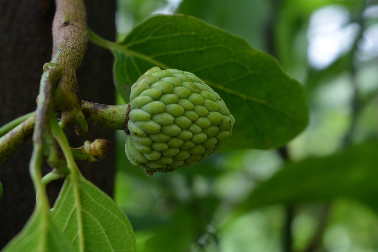Cherimoya-Fruit-2668293 1280