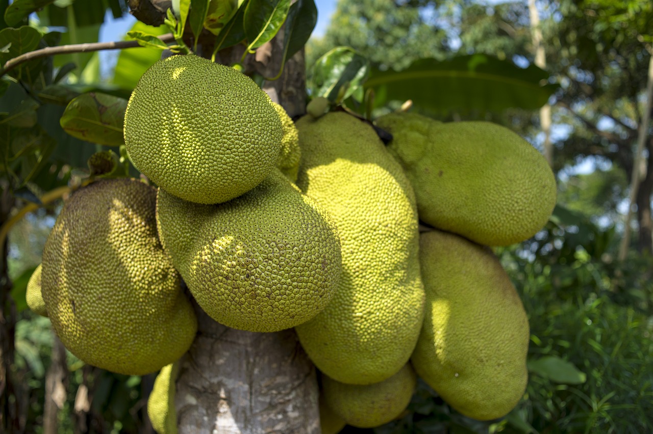 Jackfruit-2108869 1280