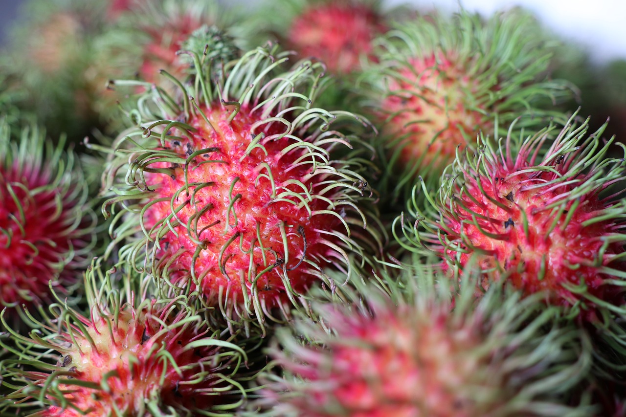 Rambutan-4364311 1280
