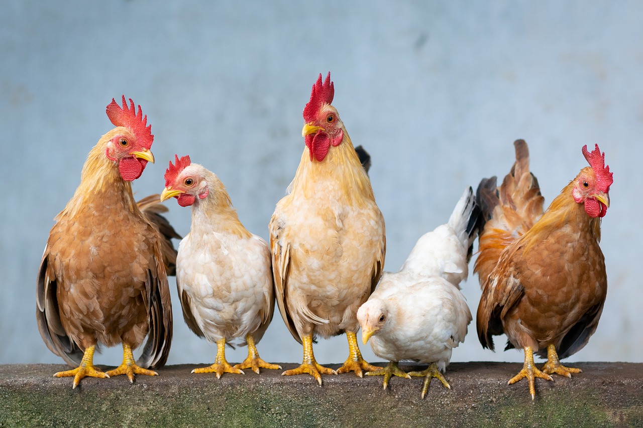 chicken-4849979_1280.jpg