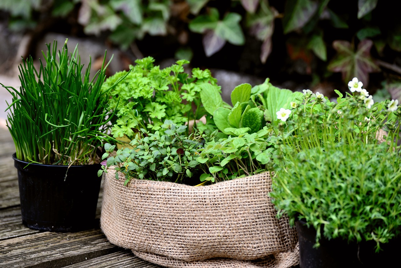 garden-plants-6204106_1280.jpg