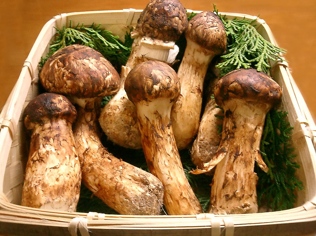 1024Px-Matsutake
