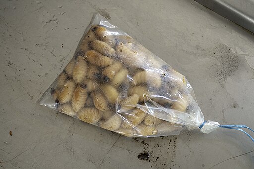 512Px-Rhynchophorus Vulneratus