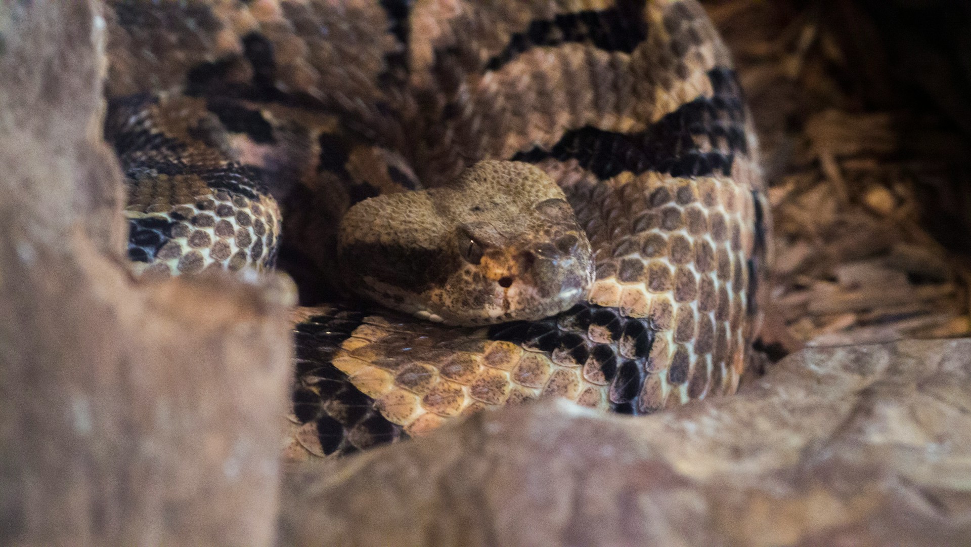 De-Andre-Bush-Qdtxqvpjewu-Unsplash