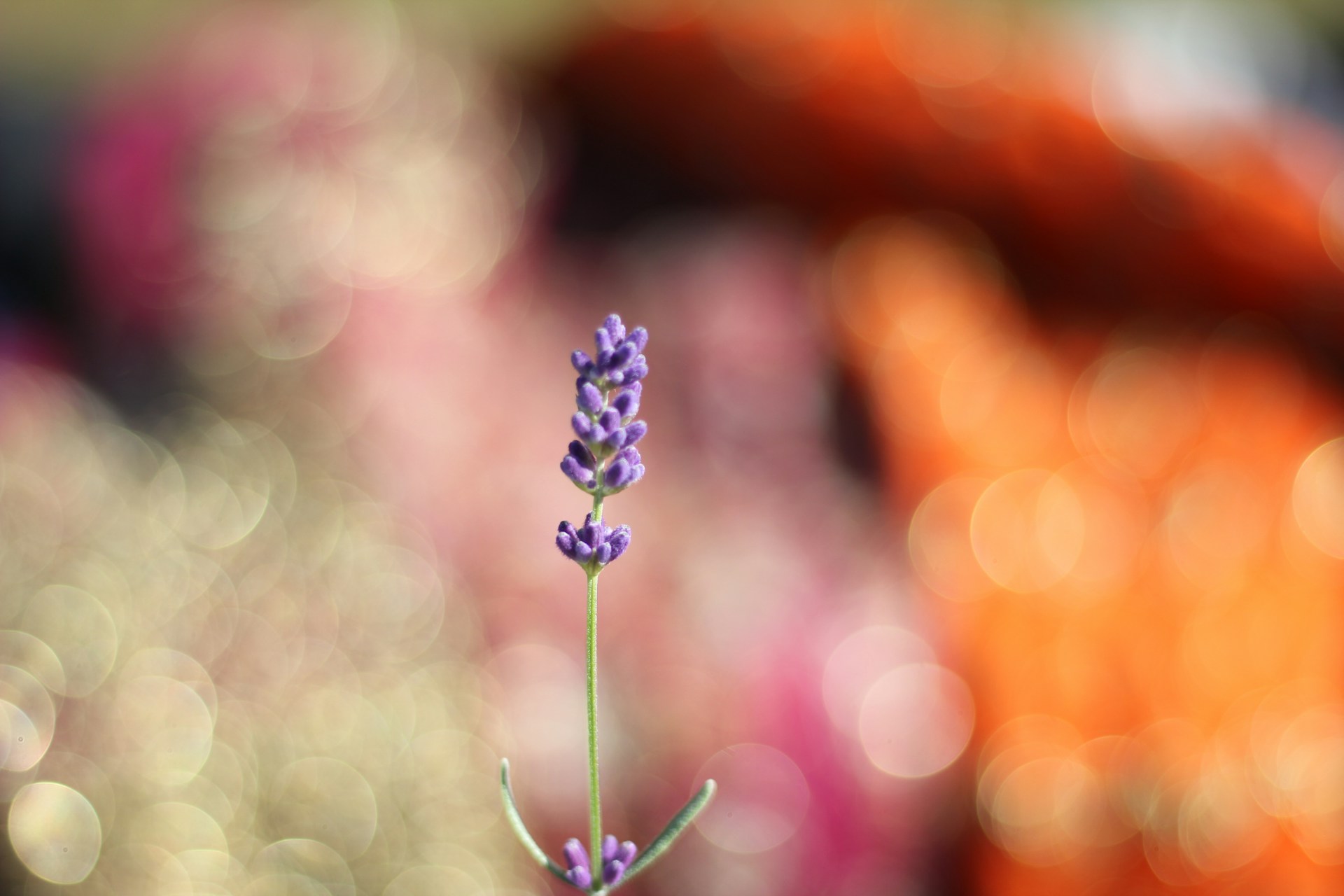 Jasbir-Virdi-2Armwatfitc-Unsplash