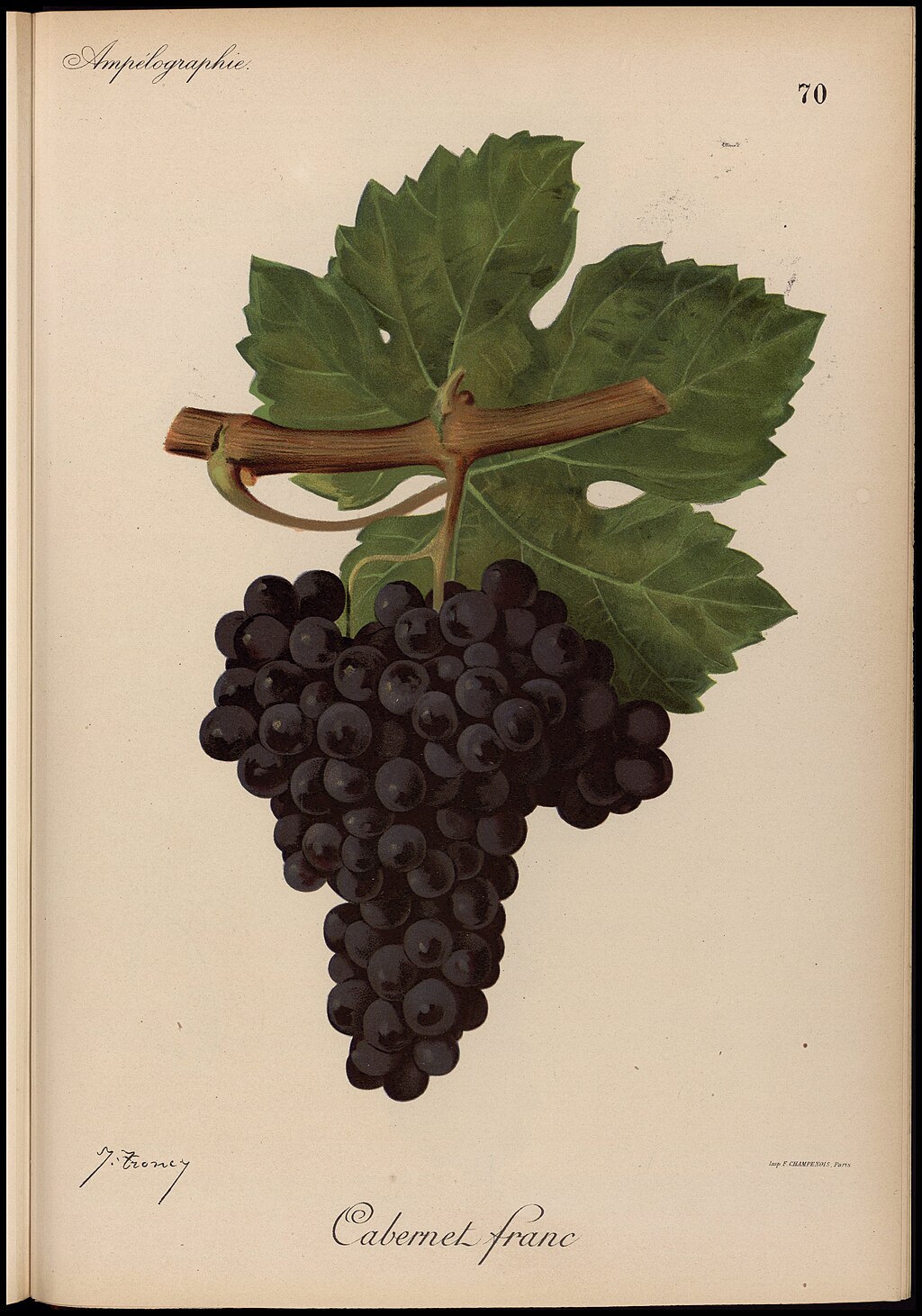 1024Px-Lithographie De Cabernet Franc